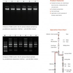 Blood DNA/RNA in parallel Miniprep Kit 50 Preps/Kit